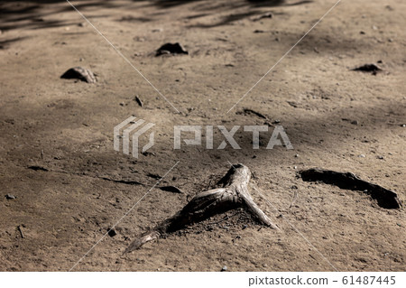 Tree roots and ground exposed on the ground surface 61487445