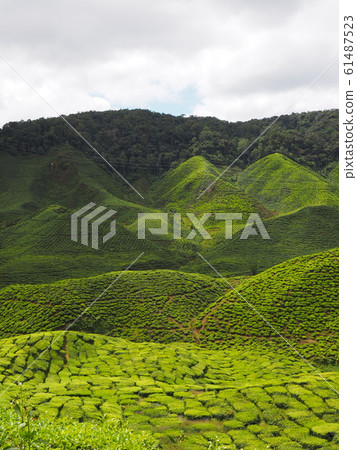 Tea plantation Tea plantation 61487523