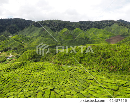 Tea plantation Tea plantation 61487536
