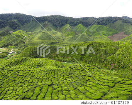 Tea plantation Tea plantation 61487539