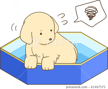 金毛小狗(不喜歡游泳池) 金毛小狗(不喜歡游泳池) 61487575