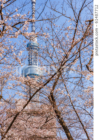 Cherry blossoms in full bloom and Tokyo sky tree 61487712