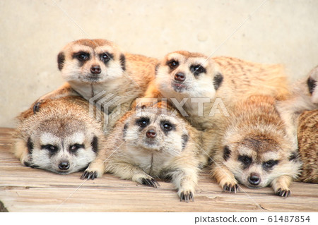 Meerkat gymnastics Meerkat gymnastics 61487854