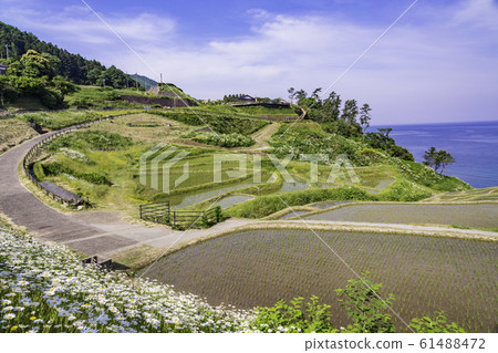 White rice senmaida where rice planting is finished (Ishikawa Prefecture) 61488472
