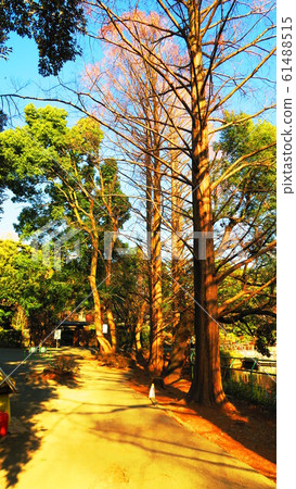 Scenery of Omiya Musashi Ichinomiya Hikawa Shrine Scenery of Omiya Musashi Ichinomiya Hikawa Shrine 61488515