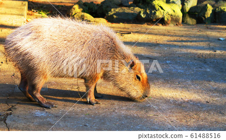Capybara in Omiya Park Saitama prefecture small animal zoo Capybara in Omiya Park Saitama prefecture small animal zoo 61488516