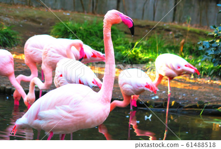 Flamingo  61488518