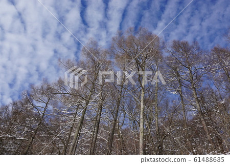 雲秤 61488685
