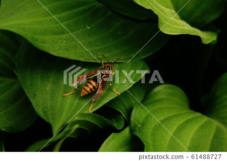 wasp wasp 61488727