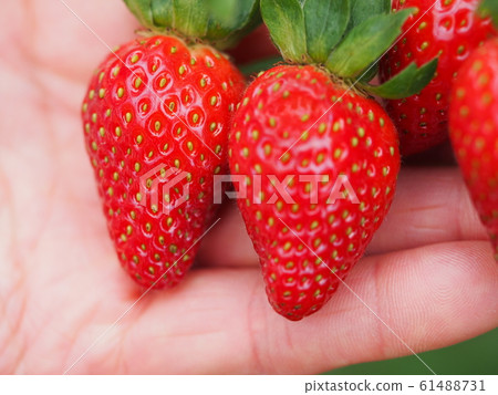 Strawberry Strawberry 61488731