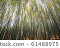 Bamboo field 61488975