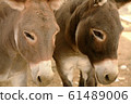 Two donkeys 61489006