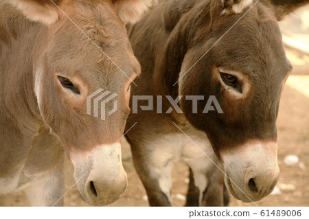 Two donkeys Two donkeys 61489006