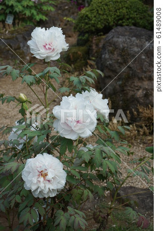 Peony Peony 61489008