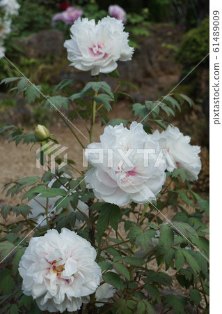 Peony 61489009
