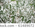 Bamboo field snow scene 61489072
