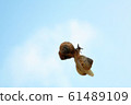 Sky and snail 61489109