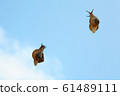 Sky and snail 61489111