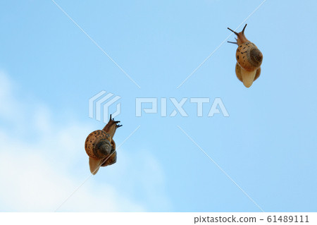 Sky and snail 61489111