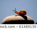 snail 61489130