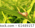 snail 61489157