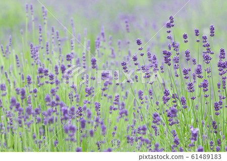 Lavender field blue purple flower Lavender field blue purple flower 61489183