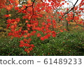 Maple 61489233