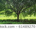 Tea plantation trees 61489270