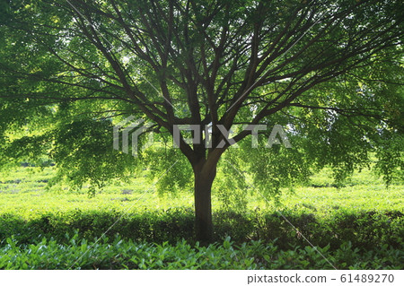 Tea plantation trees Tea plantation trees 61489270