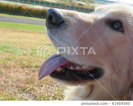 Golden Up 1 61489360