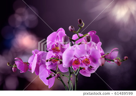 orchid flower on a blurred purple background orchid flower on a blurred purple background 61489599