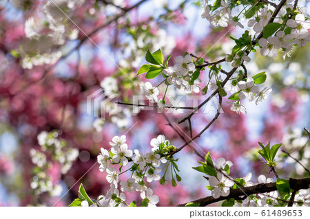 white apple blossom on the pink background 61489653