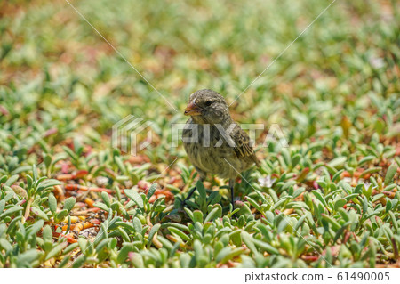 Darwin Finch on Santa Cruz Island 61490005