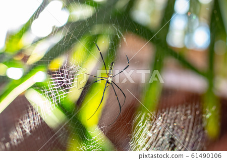 The spider on the leaves and spider webs in the garden. The spider on the leaves and spider webs in the garden. 61490106