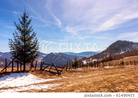spruce trees on the mountain hill spruce trees on the mountain hill 61490455