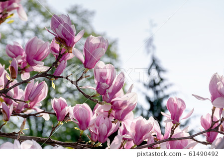 pink blossom of magnolia tree pink blossom of magnolia tree 61490492
