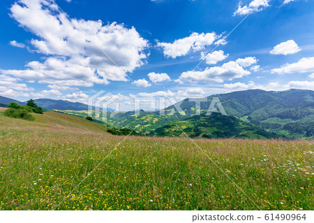 mountain meadow with wild herbs and green grass mountain meadow with wild herbs and green grass 61490964
