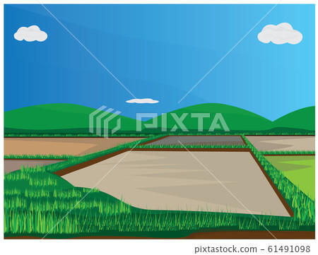 paddy field vector design paddy field vector design 61491098