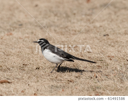 Black-backed wagtail Black-backed wagtail 61491586