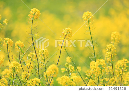 Rape blossoms Rape blossoms 61491826