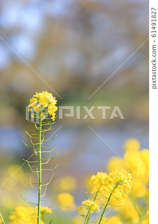 Rape flowers growing native to Nobe 61491827