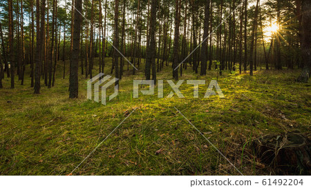 Landscape of forest, beautiful nature wallpaper. Landscape of forest, beautiful nature wallpaper. 61492204