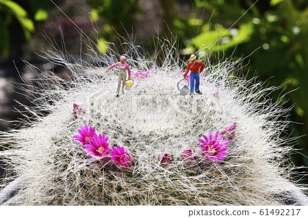 Cactus flower 61492217