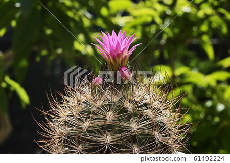 Cactus flower Cactus flower 61492224