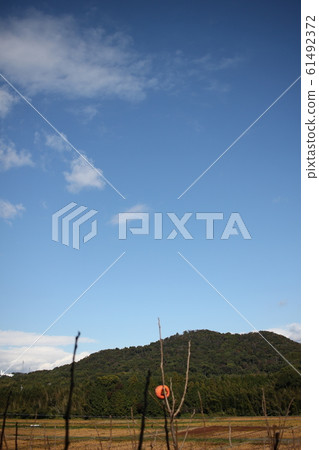 柿樹自然風光 柿樹自然風光 61492372