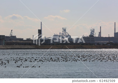 Migratory birds 61492509