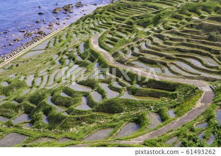 White rice senmaida where rice planting is finished (Ishikawa Prefecture) 61493262