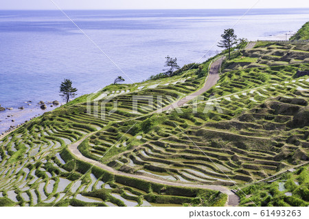White rice senmaida where rice planting is finished (Ishikawa Prefecture) White rice senmaida where rice planting is finished (Ishikawa Prefecture) 61493263