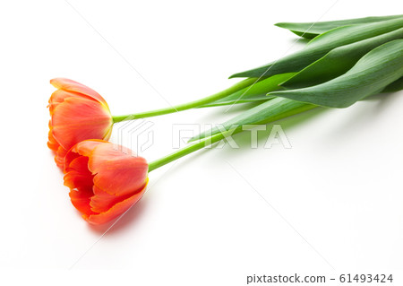 Orange tulip 61493424