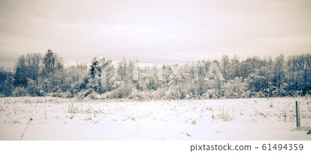 Photo of snowy field with shrubs and fir trees Photo of snowy field with shrubs and fir trees 61494359